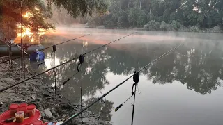 Рыбалка на Реке Кубань.дикий сазан на кукурузу.