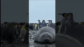 Elephant Seal chilling in the middle of the King Penguins....#shorts