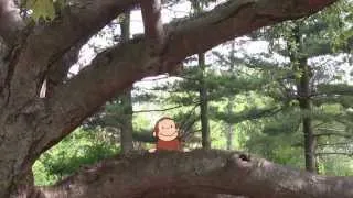 Curious George: Curious About Trees