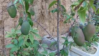 Como preparar vasos para plantar frutíferas