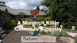 A Monarch Killer Comes to Kingsley
