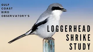 The Loggerhead Shrike Study