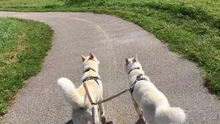 Longboarding Huskies