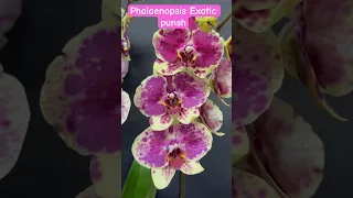 Phalaenopsis Exitic punsh
