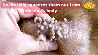 How to treat a dog with Mango Worms Infestation 😲