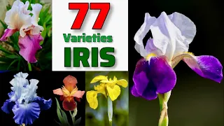 77 IRIS Species｜Best IRIS Plant Varieties with Identification From A to Z