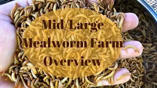 Better than Self-Sorting: Home Mealworm Farm Overview