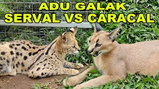 Adu Galak Kucing Serval VS Caracal