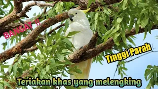 TERIAKAN KHAS | BURUNG KAKATUA JAMBUL KUNING SAAT TERBANG DI ALAM