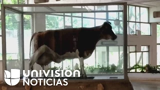 La vaca que Fidel Castro dijo que produciría más leche que Holanda