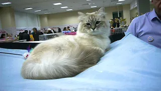 #4 Сatshow - выставка котов | funny video about cats