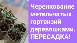 Черенкование метельчатых гортензий одревесневшими черенками. Продолжение. Пересадка.