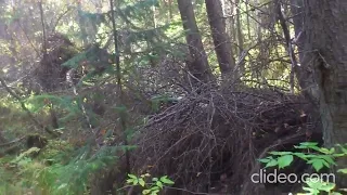 Прогулялся возле дачи.Поиск металла.