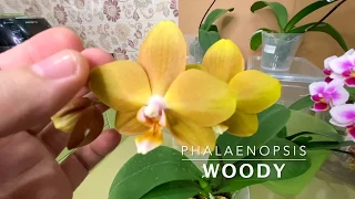 орхидеи по ПОЧТЕ АЗИАТЫ через 5 месяцев - 10 из 11 орхидей дали цветоносы // уход и содержание