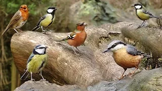 Bird Sounds and Birds Flying in Slow Motion - One Hour