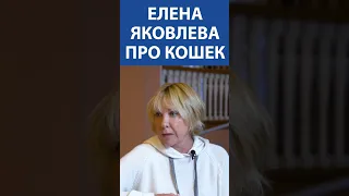 ЕЛЕНА ЯКОВЛЕВА про кошек