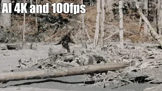 4K 100fps | Bigfoot - Patterson-Gimlin Footage
