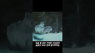 늑대를 단독으로 사냥하는 호랑이