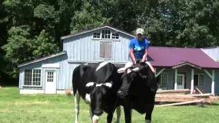 Kaleigh Hamel on Teaching Cattle to Ride