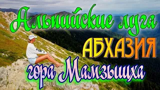 Джип-тур на вершину горы Мамзышха  АБХАЗИЯ  Альпийские луга