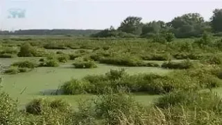 The swamp. What is the swamp