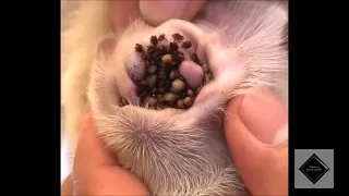 AJUDA AO CACHORRINHO DE RUA TIRANDO CARRAPATOS