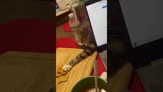 Mischievous cat steals pretzel crackers!