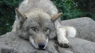 【旭山動物園】オオカミの遠吠え2016夏＆ワンと吠える