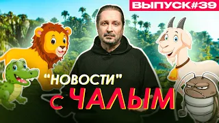 Крокодил и таракан. Африканские приключения / «Новости» с Чалым #39