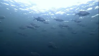 Подводный мир Волги