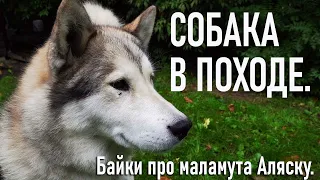 Собака в походе. Байки про маламута Аляску.