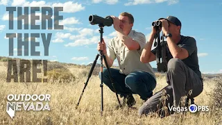 Found: Nevada’s Iconic Bighorn Sheep | Outdoor Nevada