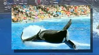 Tilikum's controversial comeback