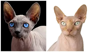 12 Interesting Sphynx Cat Facts