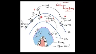 The Angle of Anterior Chamber - Part 2: Physiology (Aqueous Humour Dynamics) + Biochemistry