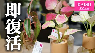 根腐れが…、100均観葉植物を紹介しようとしたら大変な事になっていました【クリアプランツ・アグラオネマ】