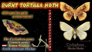 The Burnt Tortilla Moth | Cyclophora & Yemen Insects!