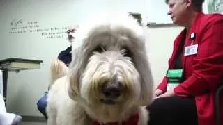 Buddy the Therapy Dog