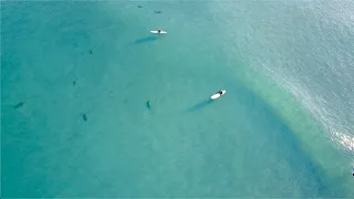 Surrounded by SHARKS!!! | Florida Shark Migration | Amazing 4K Drone Footage