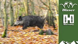 Driven wild boar: a beginner's guide