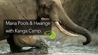 Mana Pools & Hwange, with Kanga Camp - a short film