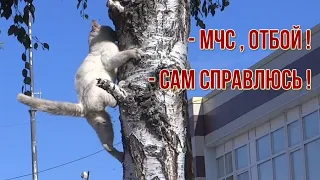 Кот попал в ловушку - сам справился