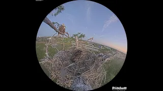 Southwest Florida Eagle Cam - Cam 360