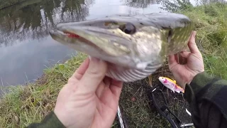 lure fishing uk for pike with savage gear 3D lures on river and canal.