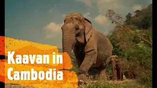 Kaavan “elephant friendly” enjoying his new aka his pool