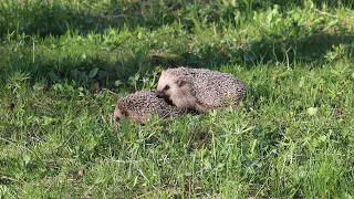 Siilid teevad lapsi/Hedgehogs are making babies