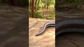 Anaconda Snake Attack 3 P7 #shorts #snake #python #snakes #nagin #anaconda #bigsnake #anacondasnake