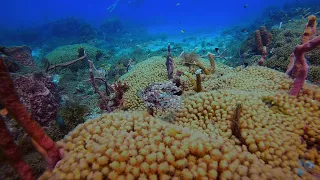 Barbados Dive with Seahorse Divers #11