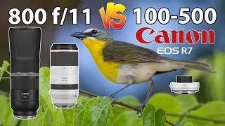 800 f/11 VS 100-500 Bird Photography Canon R7 1.4x Extender Teleconverter