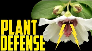 How Plants Defend Themselves | Natural Plant Pesticides